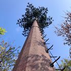 torre de la célula del camuflaje del árbol de coco 30m/S para al aire libre