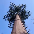 torre de la célula del camuflaje del árbol de coco 30m/S para al aire libre