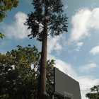 Comunicación del árbol de pino de la torre de la célula del camuflaje de la comunidad